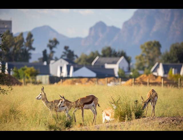 3 BEDROOM HOUSE FOR SALE IN PAARL VALLEIJ LIFESTYLE ESTATE
